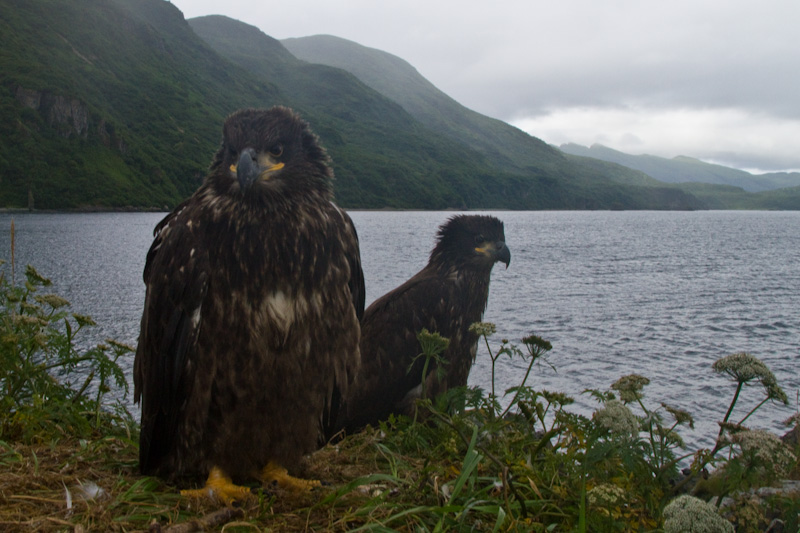 Bald Eagles